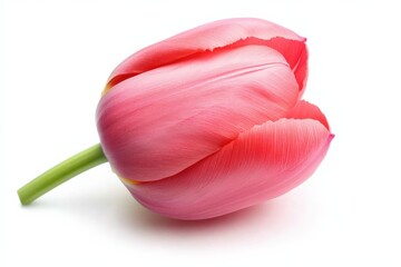pink tulip on a white background