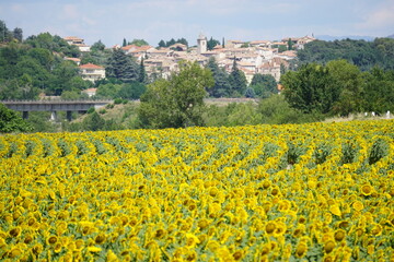 Panoramic view of chateau st arnoud-st auban in southern france in the spring with a blooming sunflower field
