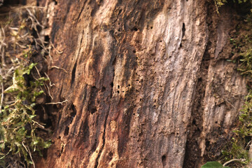 tree bark background