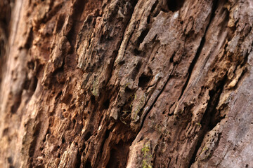 tree texture