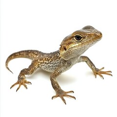Naklejka premium a brown lizard with a white background