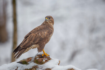 Myszołów zwyczajny, common buzzard, (Buteo buteo) © Michal Przystas