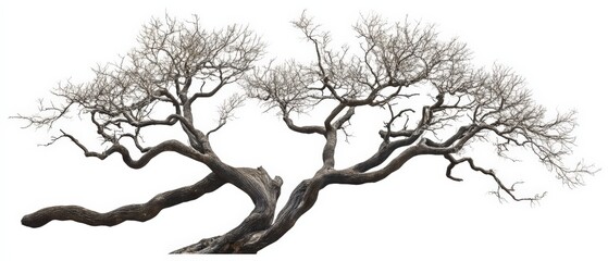 Obraz premium bare tree branches against white background