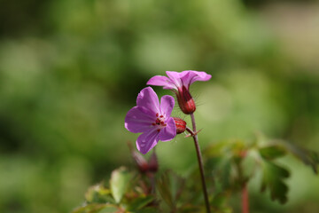 Herbe à robert (Geranium robertianum)
Geranium robertianum in flower
