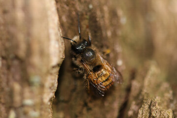 Osmie rousse commune (Osmia bicornis)
Osmia bicornis in its natural element
