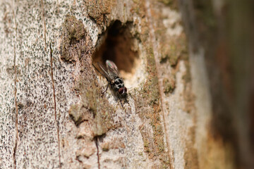 Anthomyia procellaris
Anthomyia procellaris in its natural element
