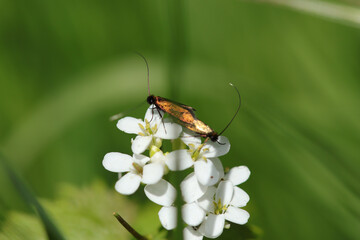 Cauchas rufimitrella
Cauchas rufimitrella in its natural element
