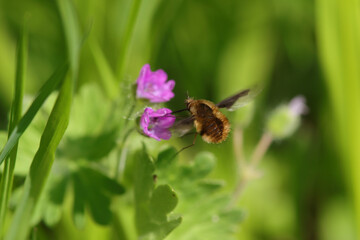 Bombyle (Bombylius major)
Bombylius major in its natural element
