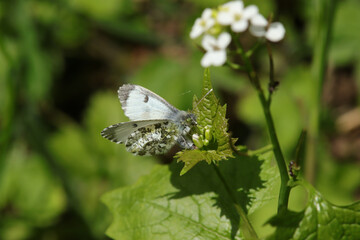 Aurore (Anthocharis cardamines)
Anthocharis cardamines in its natural element
