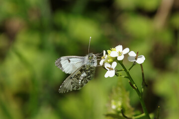 Aurore (Anthocharis cardamines)
Anthocharis cardamines in its natural element
