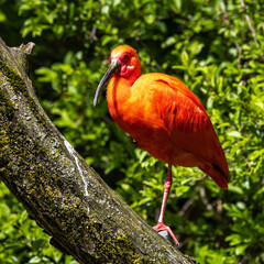 The Scarlet ibis, Eudocimus ruber is a species of ibis in the bird family Threskiornithidae.