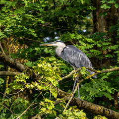 Grey heron, Ardea cinerea, sitting on a branch in a tree and looking around