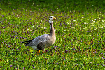 The bar-headed goose, Anser indicus seen in English Garden in Munich