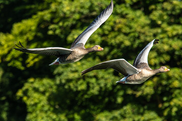 The flying greylag goose, Anser anser is a species of large goose