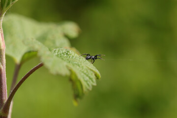 Heliophanus sp.
Heliophanus sp. in its natural element
