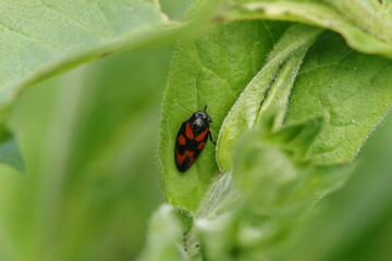 Cercope sanguin (Cercopis vulnerata)
Cercopis vulnerata in its natural element
