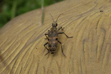 Rhagie mordante (Rhagium mordax)
Rhagium mordax in its natural element
