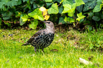 The common starling, Sturnus vulgaris also known as the European starling walking on green grass