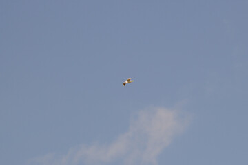 Seagull flying in the blue sky, closeup of photo
