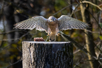Common kestrel, Falco tinnunculus is a bird of prey species belonging to the falcon family...