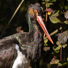 Black stork, Ciconia nigra in a german nature park