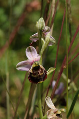 Ophrys bourdon (Ophrys fuciflora)
Ophrys fuciflora in flower
