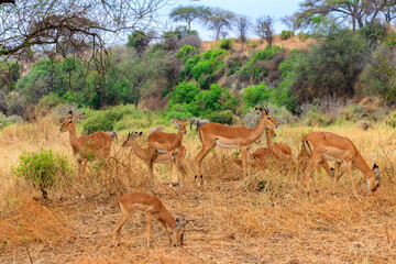 Herd of impalas (Aepyceros melampus) in Tarangire National Park, Tanzania