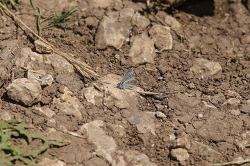 Argus bleu --- Azuré commun (Polyommatus icarus)
Polyommatus icarus on an unidentified flower or plant

