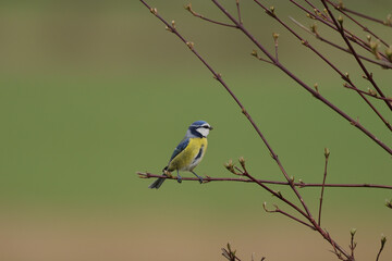 Mésange bleue (Cyanistes caeruleus)
Cyanistes caeruleus in its natural element
