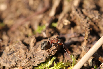Fourmi rousse des bois (Formica rufa)
Formica rufa in its natural element
