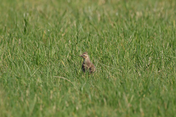 Alouette des champs (Alauda arvensis)
Alauda arvensis in its natural element
