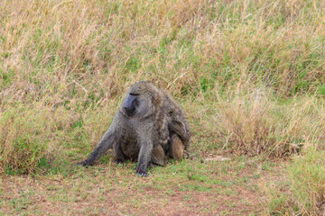 Pair of Olive Baboons (Papio anubis) sitting together on a ground in savanna in Serengeti national park, Tanzania