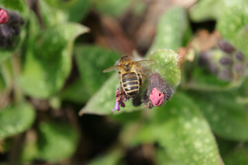 Abeille domestique --- Abeille mellifère (Apis mellifera)
Apis mellifera on an unidentified flower or plant
