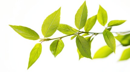 Obraz premium a close up view of a green branch with leaves against white