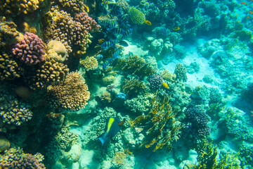 Different tropical fish at coral reef in the Red sea in Ras Mohammed national park, Sinai peninsula in Egypt