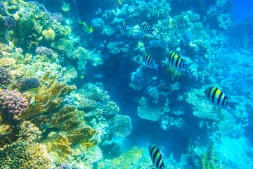 Indo-Pacific sergeant (Abudefduf vaigiensis), also  known as the Sergeant major on coral reef in the Red sea. School of fish undersea