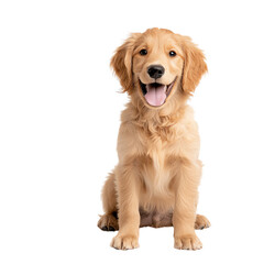 Obraz premium A cheerful golden retriever puppy sits confidently, showcasing its playful nature and fluffy fur. Its bright eyes and happy expression radiate joy and companionship.
