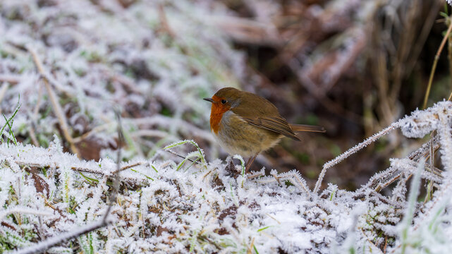 European robin on frosty ground in Castle Semple Country Park, Scotland, UK, taken on 2025-01-11. A charming winter view.
