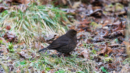 Female blackbird foraging among frosty leaves in Castle Semple Country Park, Scotland, UK, captured on 2025-01-11. A wildlife moment.