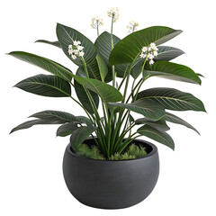 Modern house plant with black pot isolated on transparent background, lily of the valley in a pot
