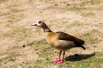 Beautiful wild ducks raised in captivity