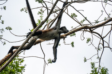 Spider monkey on the tree with green leaves in the forests of Mexico. White background