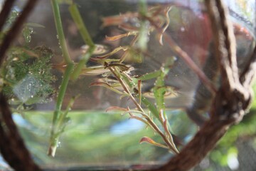 grass plants inside water 