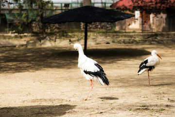 Beautiful wild stork raised in captivity