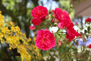 red and yellow flowers