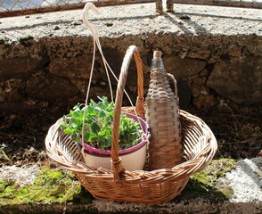 basket with basil and bottle 