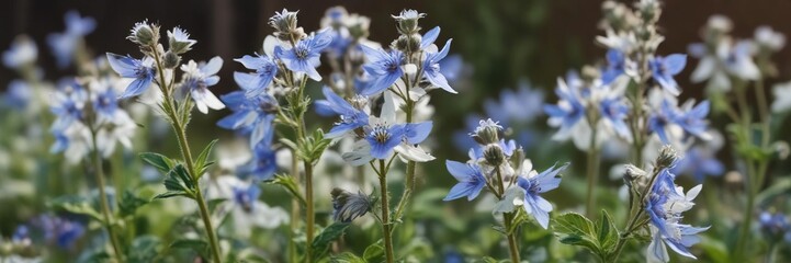 delicate white flowers blooming on a borage plant in spring , foliage, spring, green