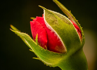 Red rosebud emerging from green sepals on dark background