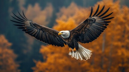 Fototapeta premium Bald eagle flying in front of blurred autumn forest. Nature stock photo