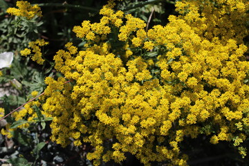 yellow flowers in the garden
